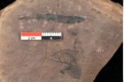 Foto (Detailsansicht) von Quercus palaeoilex Ettingshausen (NHMW-GEO-2024-0188-0839)